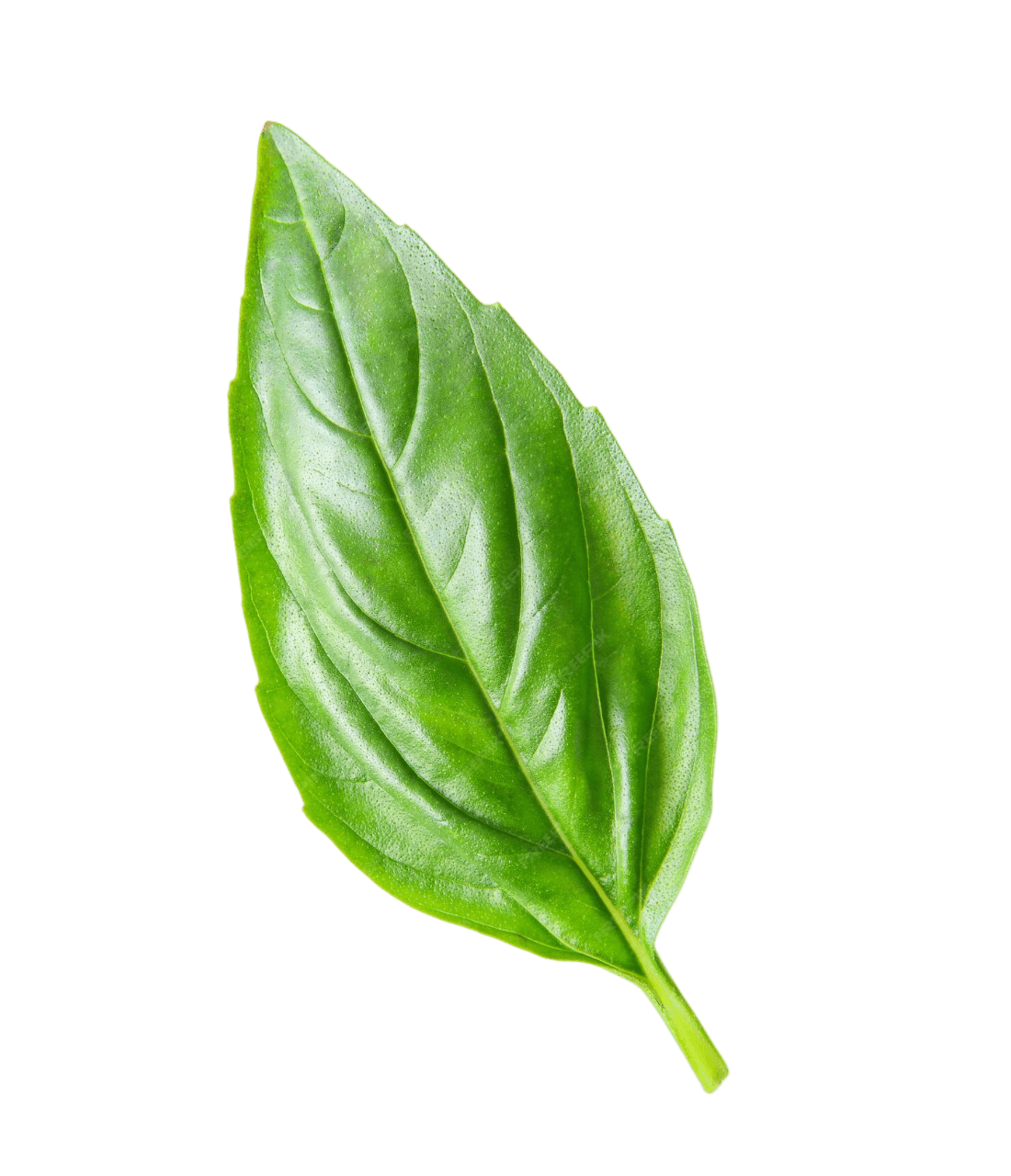 Basil leaf